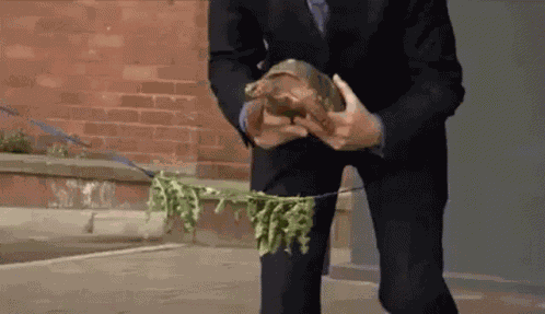 Grand Opening Turtle GIF
