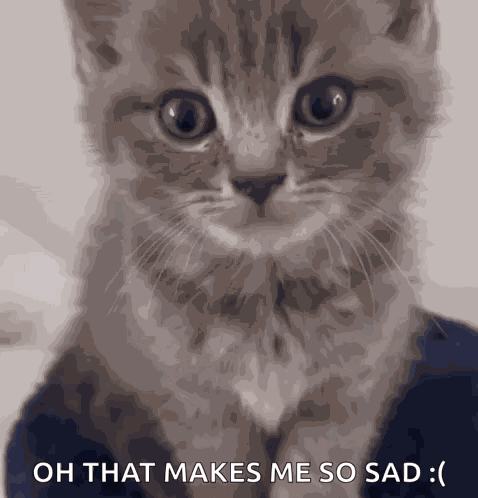 Gray Cat Grey Cat GIF