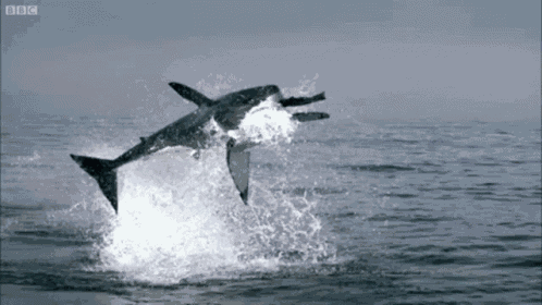 Great White Shark Shark GIF