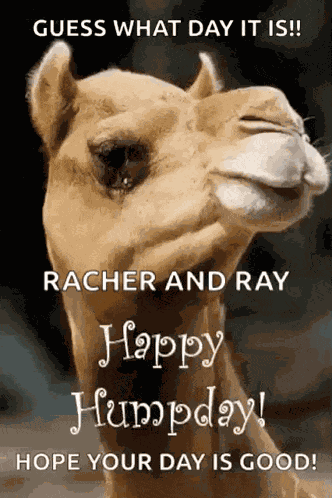 Greeting Happy Humpday GIF