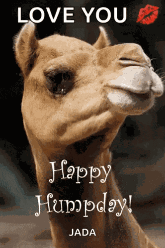 Greeting Happy Humpday GIF