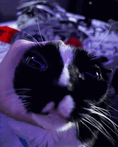 Gren Gren Penny The Cat GIF