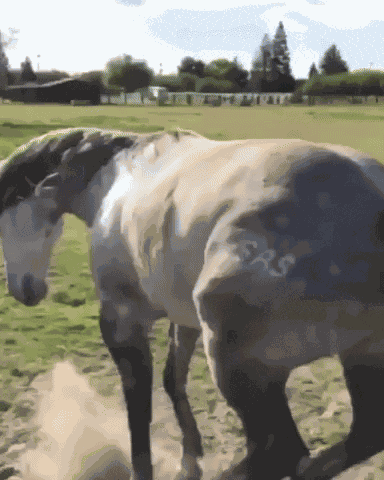 Grey Gray GIF