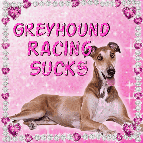 Greyhound Racing GIF