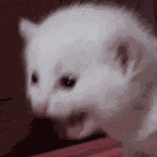 Gritito GIF