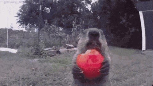 Groundhog Eat GIF