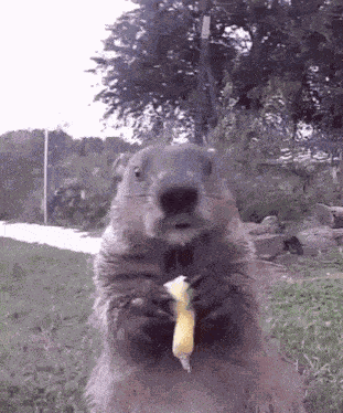 Groundhog Eating GIF