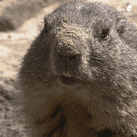 Groundhog Groundhog Day GIF