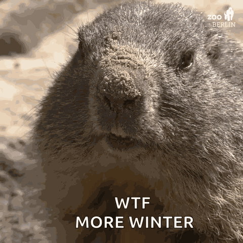 Groundhog Groundhog Day GIF