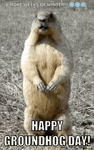Groundhog Sniffing GIF