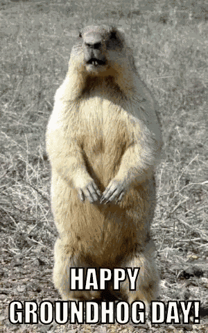 Groundhog Sniffing GIF