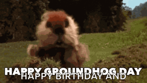 Groundhogday Groundhogsday GIF