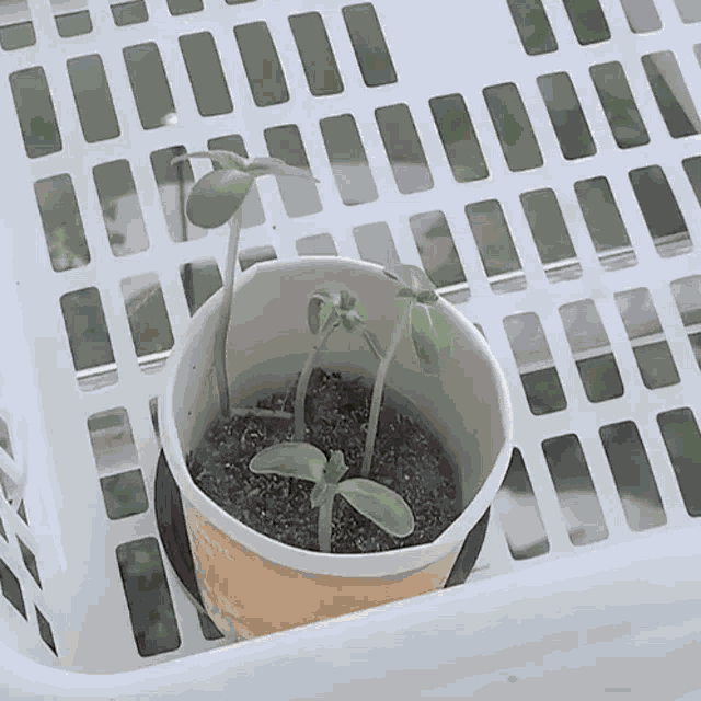 Grow Plant Growing Plant GIF