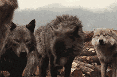Growl Wolf GIF