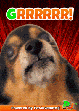 Grr Dog Angry GIF