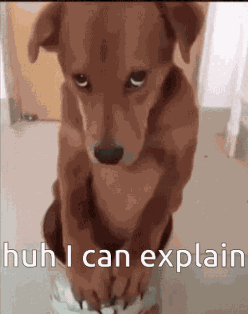Guilty I Can Explain GIF