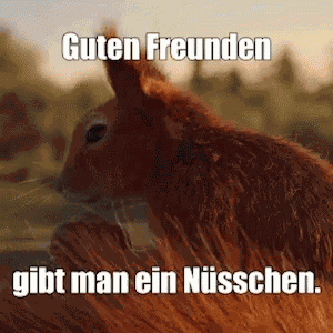 Guten Freunden Gibt Man Nüsschen Squirrel GIF
