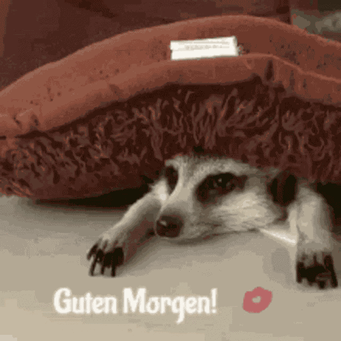 Guten Morgen Good Morning GIF