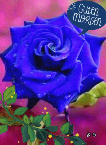 Guten Morgen GIF