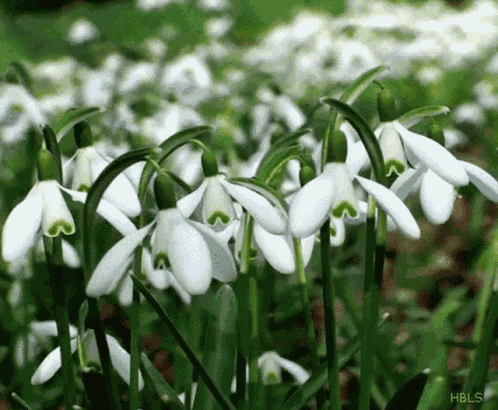 Hóvirág GIF