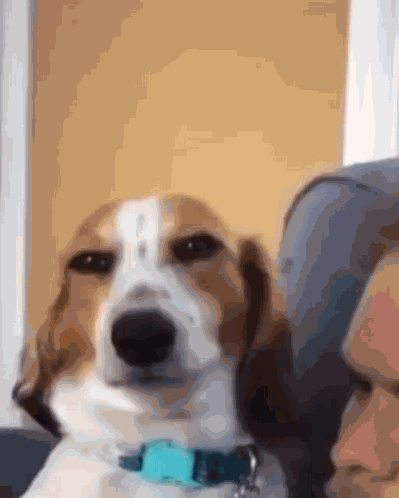 H2di Dog Smirk GIF