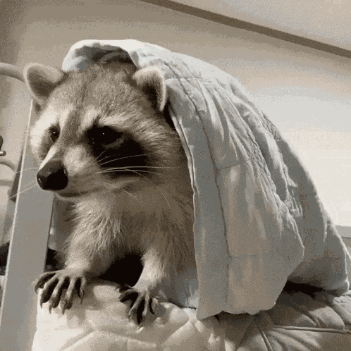 H2di Raccoon Hide GIF