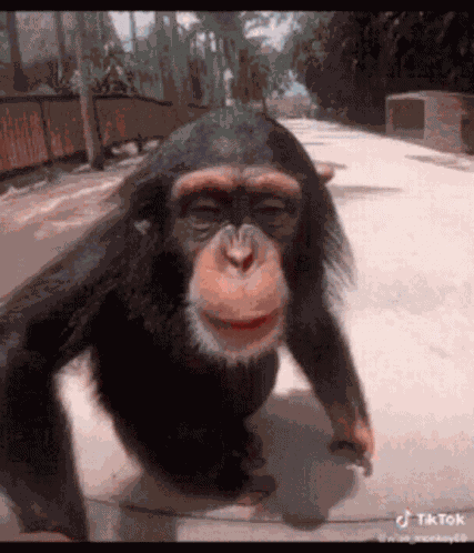 Haha Kis GIF