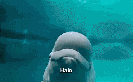 Halo GIF
