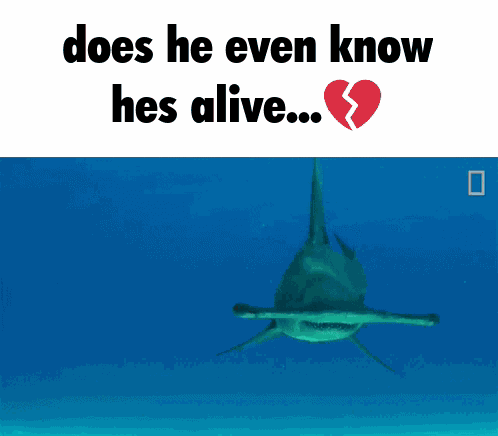 Hammerhead Caption GIF