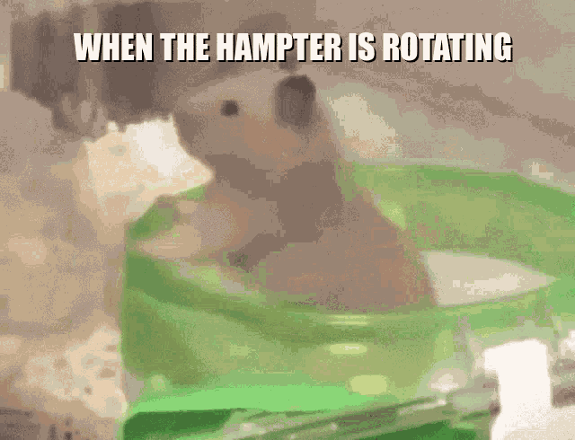 Hampter Rotating GIF