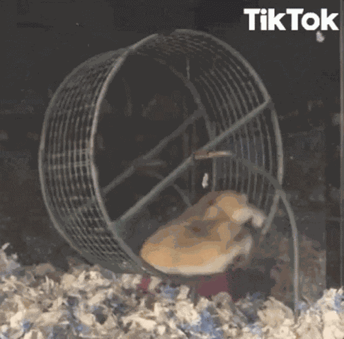 Hamster Ayasan GIF