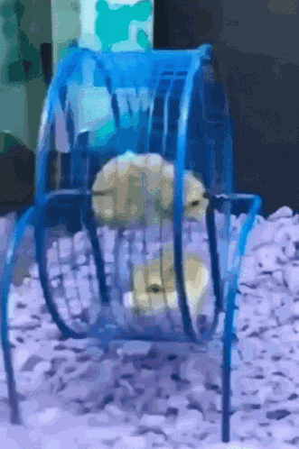 Hamster Cute GIF