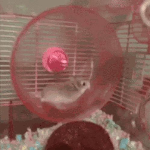 Hamster Flying GIF