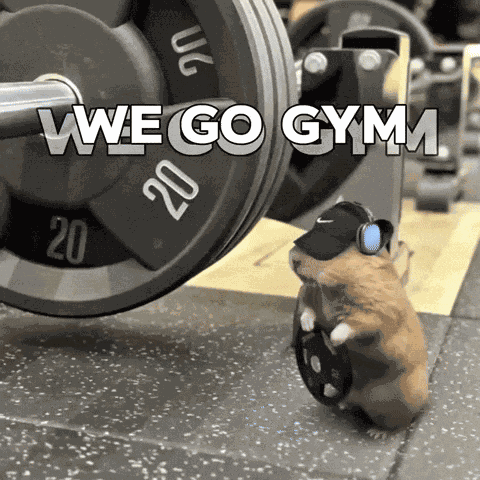 Hamster Gerbil GIF