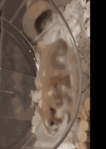 Hamster Hamster Balls GIF