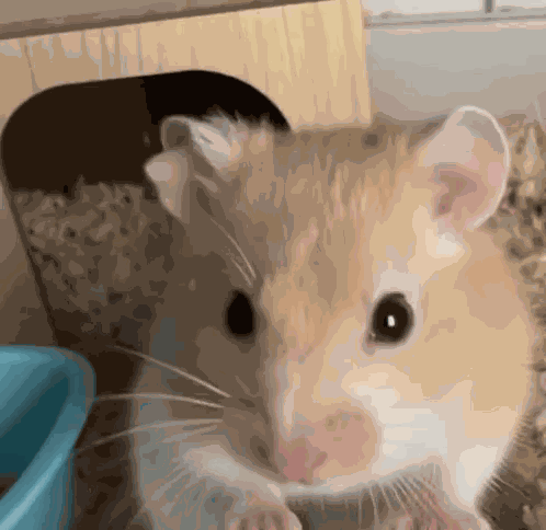Hamster Hamster Meme GIF