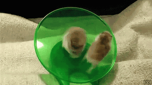 Hamster Hamster Wheel GIF