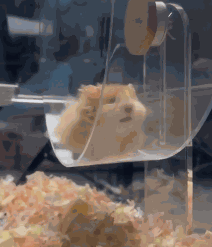 Hamster Hamster Wheel GIF