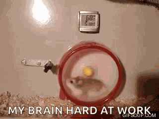 Hamster Hamster Wheel GIF