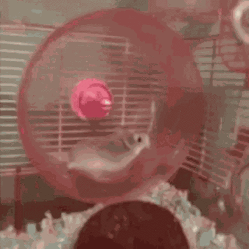 Hamster Hamster Wheel GIF