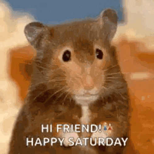 Hamster Hello GIF