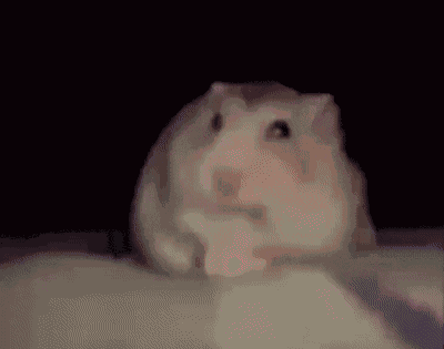 Hamster Meme GIF
