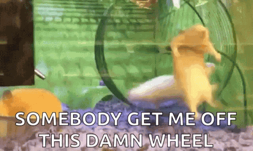 Hamster GIF