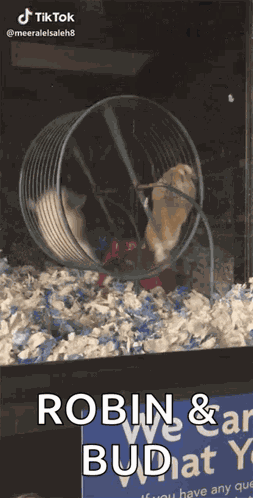 Hamster Playing GIF