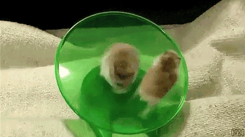 Hamster GIF