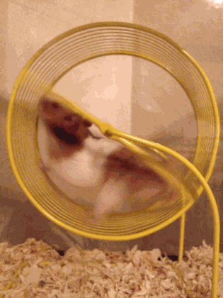 Hamster Run GIF