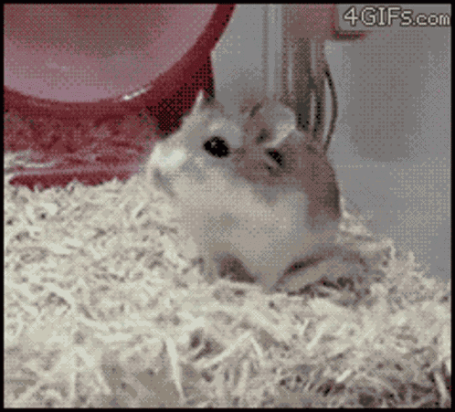 Hamster Running GIF