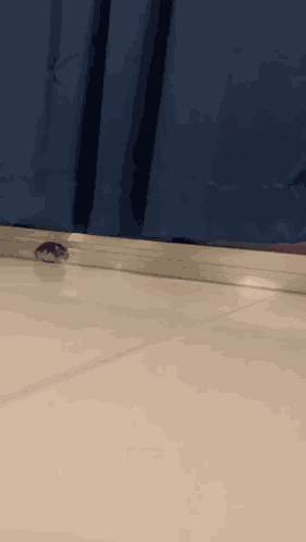 Hamster Running GIF