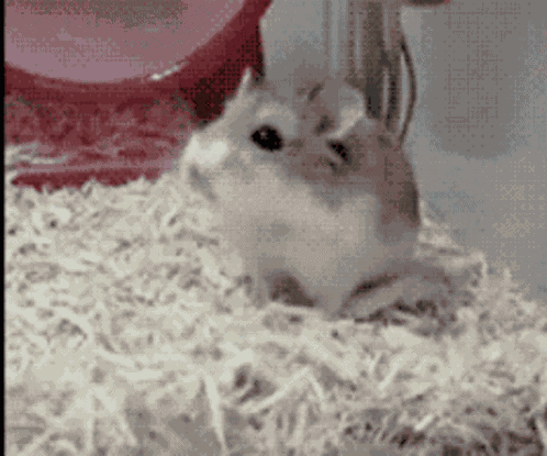 Hamster Spinning GIF