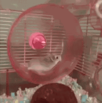 Hamster Wheel GIF